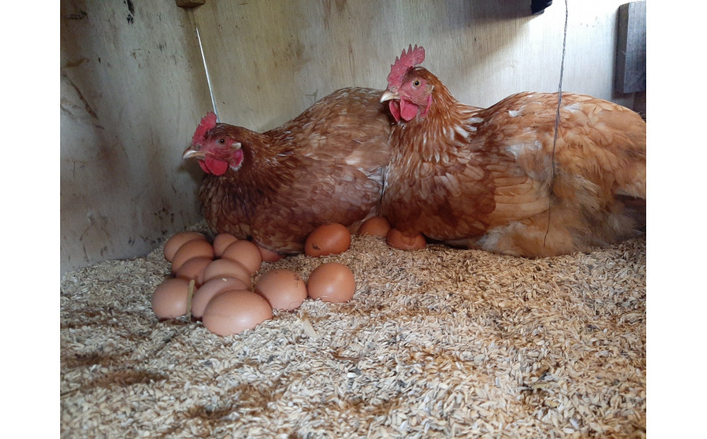 【定期便：12か月】単なる平飼いではない『わたしたちのぷらいどたまご』6パック（60個）セット