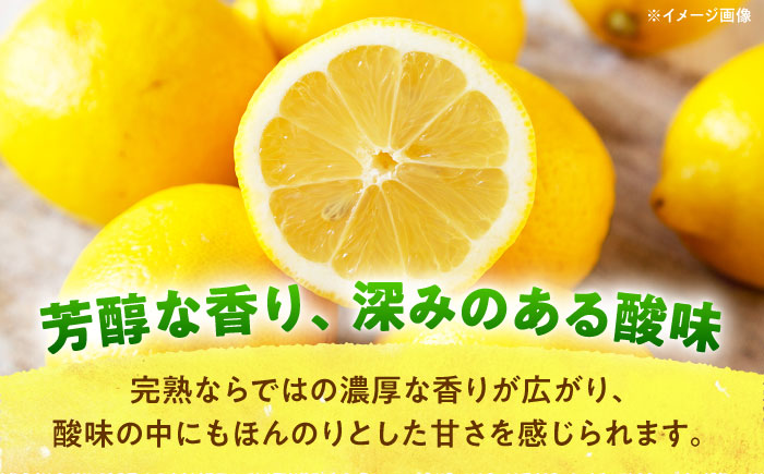 【先行予約】【数量限定20セット】浦賀産 訳ありレモン 5kg【ファーマシーガーデン浦賀】 [AKBG007]
