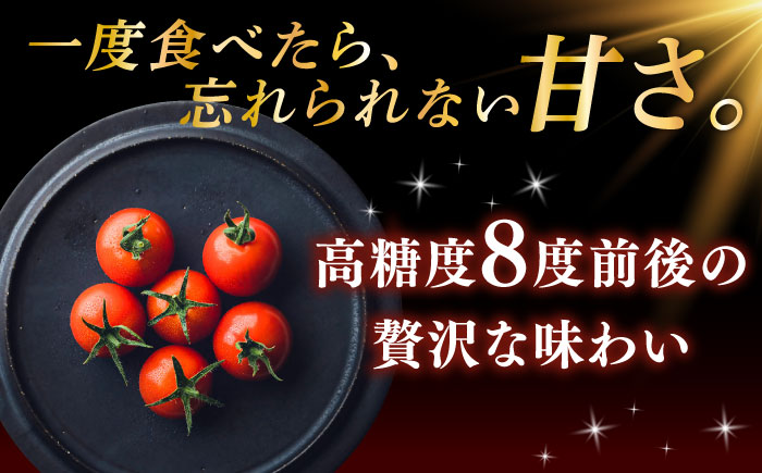 【先行予約】V トマト 糖度8度前後 800g【株式会社ブイ・テクノロジー】 [AKBL003]