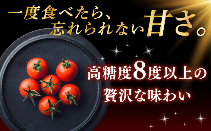 【先行予約】V トマト 糖度8度以上 800g【株式会社ブイ・テクノロジー】 [AKBL004]