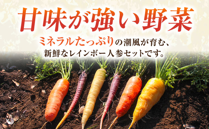 【先行予約】レインボー 人参セット 約2kg 【鈴也ファーム】 [AKCE014]