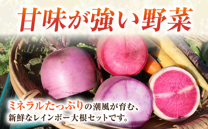 【先行予約】レインボー 大根 約2kg 【鈴也ファーム】 [AKCE015]