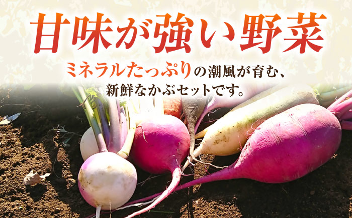 【先行予約】葉付き かぶ 10玉 【鈴也ファーム】 [AKCE016]