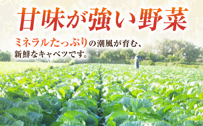 【先行予約】【数量限定50セット】キャベツ　4玉（11月～3月）【鈴也ファーム】 [AKCE017]