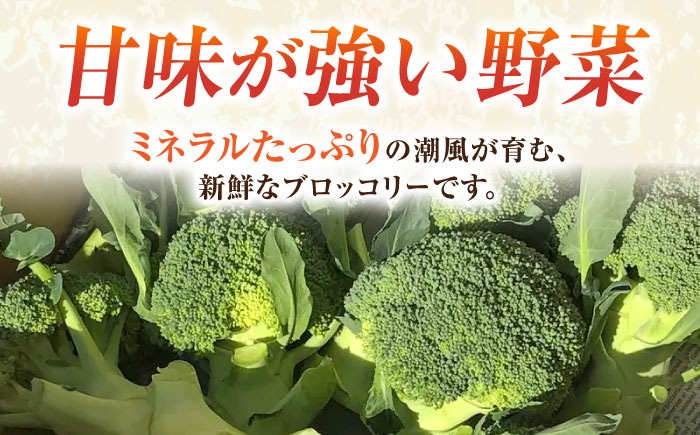 【先行予約】ブロッコリー 約2kg 【鈴也ファーム】 [AKCE018]