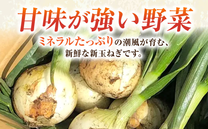 【先行予約】新玉ねぎ 約5kg 【鈴也ファーム】 [AKCE019]