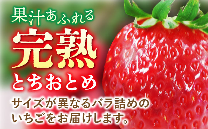 【先行予約】【数量限定200セット】嘉山農園の完熟バラ詰めいちご とちおとめ（260g×2パック）【いちごはうす嘉山農園】 [AKCO002]