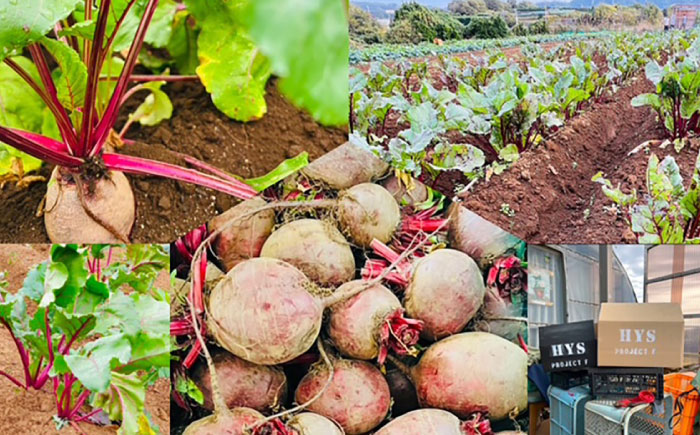 【全12回定期便】横須賀BASEビーツ 8kg（1kg×8袋）【ゆり子ファーム】 [AKCR009]