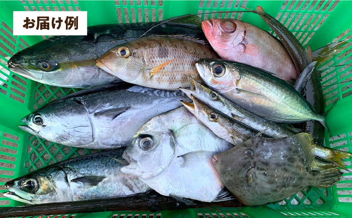 【未利用魚】漁師直送！朝どれ鮮魚おまかせセット 3kg前後 【有限会社勘網】 [AKDX002]