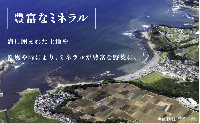 横須賀産野菜セット 7種 詰め合わせ【横須賀商工会議所 おもてなしギフト事務局（三浦半島直売所）】 [AKES001]
