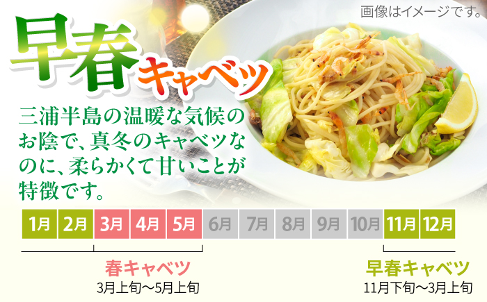 【先行予約】よこすか 早春キャベツ 8玉入り【JAよこすか葉山】 [AKFO006]