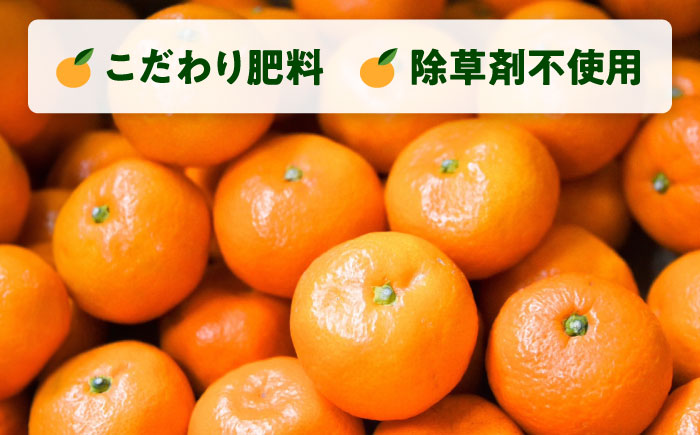 【年内発送の受付は12月22日まで！】温州みかん LLサイズ 約7kg 津久井浜みかん 蜜柑 ミカン 果物 柑橘 フルーツ 横須賀 年内発送【志村農園】 [AKGH004-2]