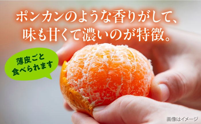 【年内発送の受付は12月22日まで！】【選べる容量！】 西南のひかり 年内発送 【志村農園】 [AKGH005] 約3kg