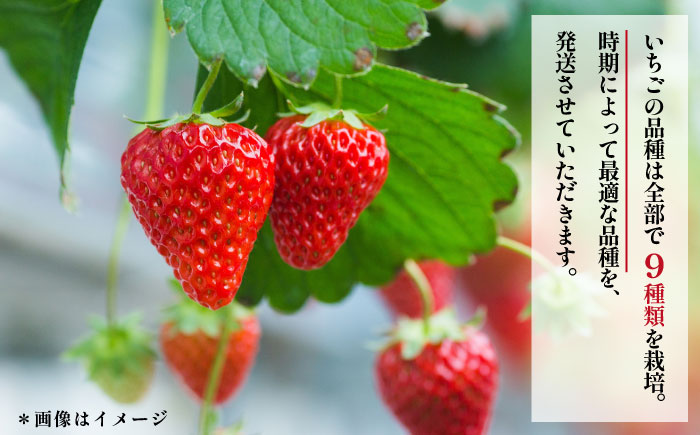 【先行予約】【数量限定100セット】　いちご　2パック 約900g　【いちごはうす西脇】 [AKHO002]