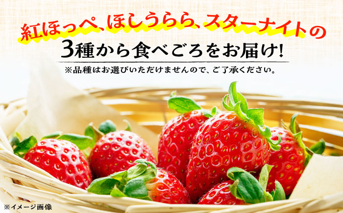 【先行予約】【数量限定40セット】島野農園のいちご（400g×1パック） 紅ほっぺ ほしうらら スターナイト 【島野農園】 [AKHV001]