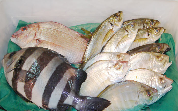 【全3回定期便】旬のおまかせ 厳選鮮魚セット 3～4人前(2～3魚種) 【長井水産株式会社】 [AKAJ015]