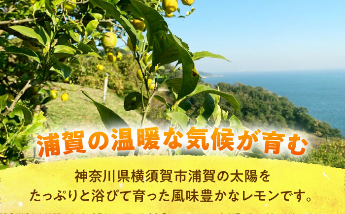 【先行予約】【数量限定20セット】浦賀産 青レモン 5kg【ファーマシーガーデン浦賀】 [AKBG006]