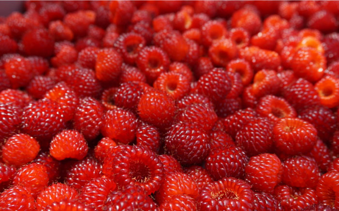 【先行予約】【数量限定30セット】ラズベリー 生食用 250g×2パック 計500g【SHO farm】 [AKDD001]