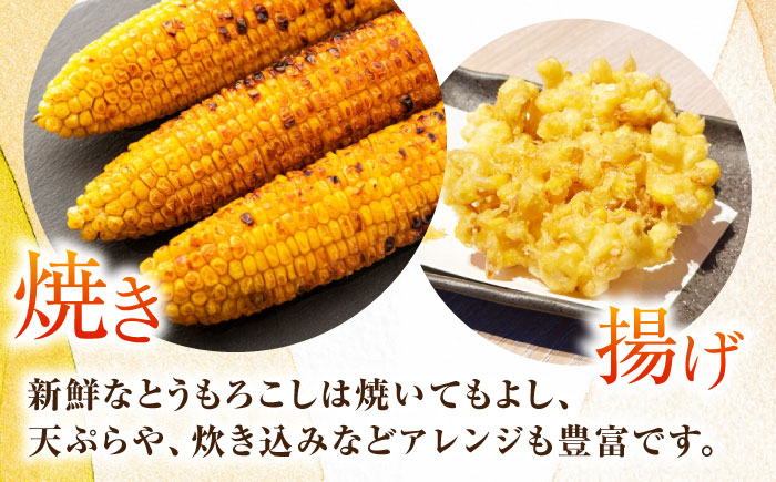 【先行予約】【数量限定100セット】よこすか潮風コーン 10本～12本 計約5kg 【井上農園】 [AKDJ002]
