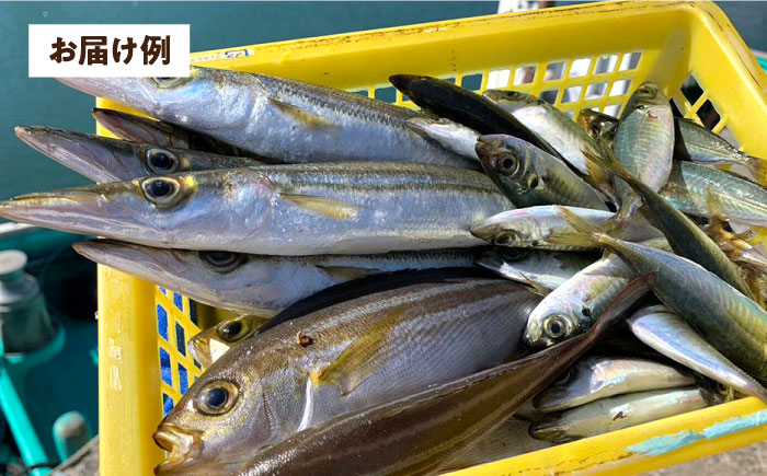 【未利用魚】漁師直送！朝どれ鮮魚おまかせセット 3kg前後 【有限会社勘網】 [AKDX002]