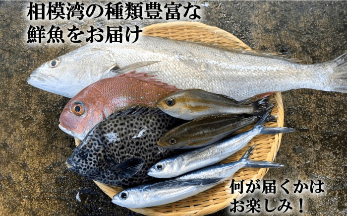 【季節限定】冬の朝どれ 鮮魚おまかせセット 約5kg【有限会社勘網】 [AKDX004]