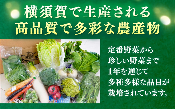 【全12回定期便】よこすか野菜セット すかなボックス 【JAよこすか葉山】 [AKFO009]