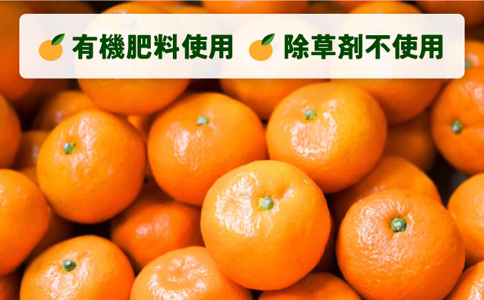 温州みかん 約5kg Mサイズ 津久井浜みかん【志村農園】 [AKGH002-1]