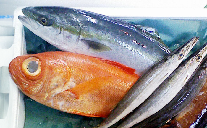 魚 旬のおまかせ 鮮魚 厳選詰め合わせセット 3～4人前(2～３魚種) 【長井水産株式会社】 [AKAJ002]