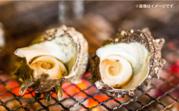 【全6回定期便】サザエ 2kg 13～20個 三浦半島【長井水産株式会社】 [AKAJ013]