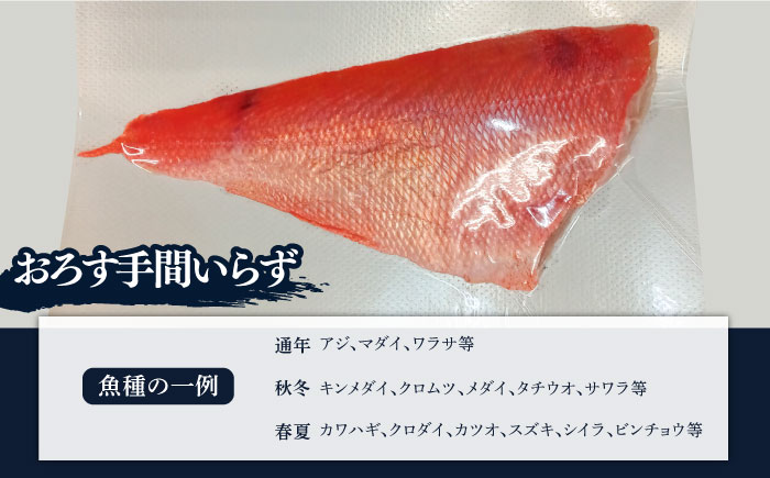 お刺身用 三浦半島の天然地魚 三枚おろし 約1.5kg 刺身 魚 処理済み 下処理済み 三枚おろし　【長井水産株式会社】 [AKAJ028]