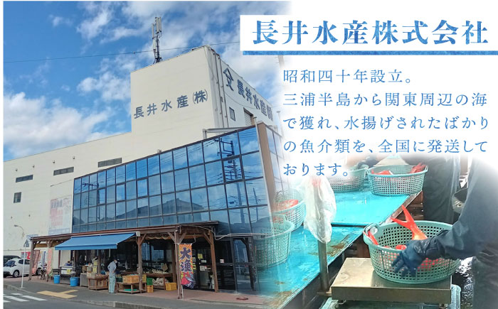 【先行予約】【冬季限定】下ごしらえ済 クロムツ 約300～400g　1尾 鮮魚 処理済み 下処理済み【長井水産株式会社】 [AKAJ030]