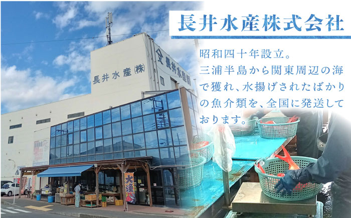 【先行予約】【冬季限定】下ごしらえ済 メダイ 約800g～1kg 鮮魚 処理済み 下処理済み 【長井水産株式会社】 [AKAJ031]