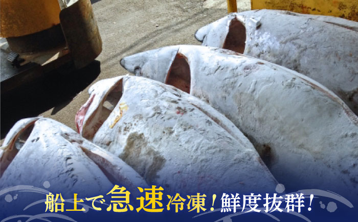天然 まぐろ 冷凍ぶっこみブロック約3kg【横須賀商工会議所 おもてなしギフト事務局（本まぐろ直売所 横須賀本店）】 [AKAK002]