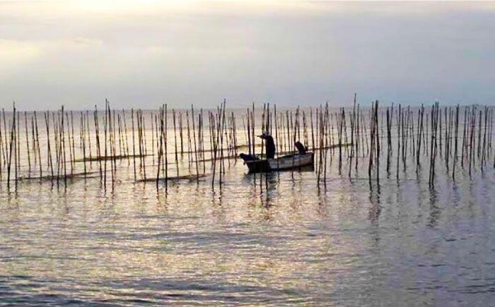 走水 焼のり（新芽） 5帖（10枚×5）【株式会社向井製茶問屋】 [AKBB005]