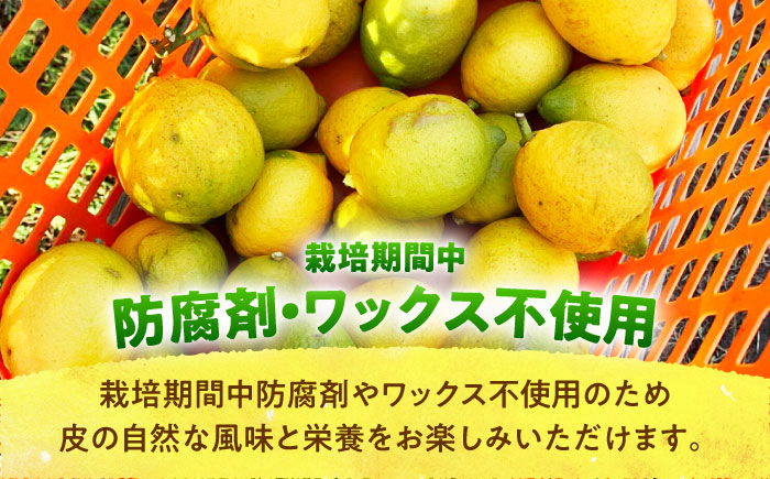 【先行予約】【数量限定20セット】浦賀産 訳ありレモン 5kg【ファーマシーガーデン浦賀】 [AKBG007]