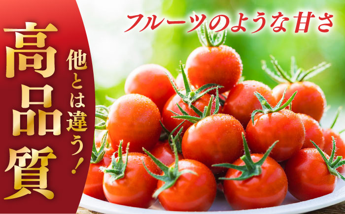 【先行予約】【数量限定】V トマト 糖度10度以上 800g【株式会社ブイ・テクノロジー】 [AKBL005]