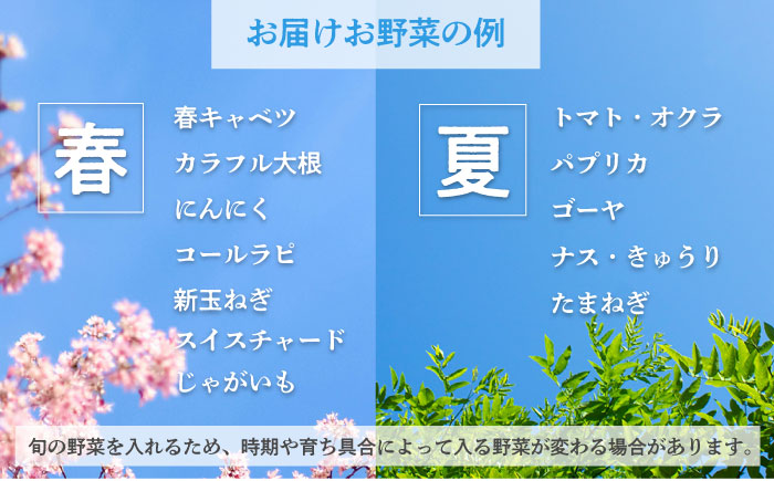 横須賀産野菜セット 大盛り 7種 詰め合わせ【横須賀商工会議所 おもてなしギフト事務局（三浦半島直売所）】 [AKES002]