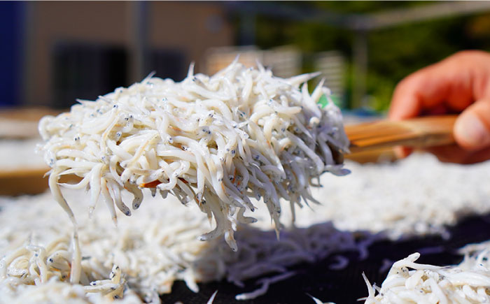 釜揚げ 湘南しらす 1kg シラス しらす 釜揚げ【平敏丸】 [AKEZ003]