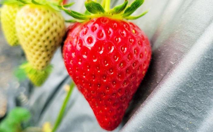 【先行予約】【数量限定40セット】島野農園のいちご（400g×1パック） 紅ほっぺ ほしうらら スターナイト 【島野農園】 [AKHV001]