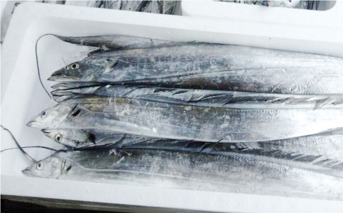 【全12回定期便】旬のおまかせ 厳選鮮魚セット 3～4人前(2～3魚種) 【長井水産株式会社】 [AKAJ023]