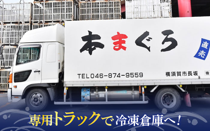 【全12回定期便】まぐろ おまかせバーベキューセット 冷凍約2kg【横須賀商工会議所 おもてなしギフト事務局（本まぐろ直売所 横須賀本店）】 [AKAK031]