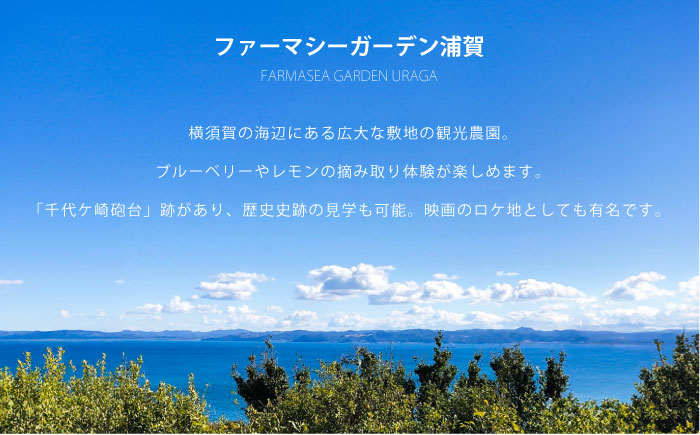 オリジナルTシャツ 州崎夕照（ポンポン船）メンズMサイズ【ファーマシーガーデン浦賀】 [AKBG003]