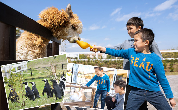 ソレイユの丘 回数券 400円分×12枚【株式会社日比谷花壇】 [AKBO001]