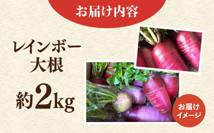 【先行予約】レインボー 大根 約2kg 【鈴也ファーム】 [AKCE015]