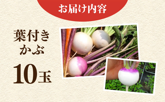 【先行予約】葉付き かぶ 10玉 【鈴也ファーム】 [AKCE016]