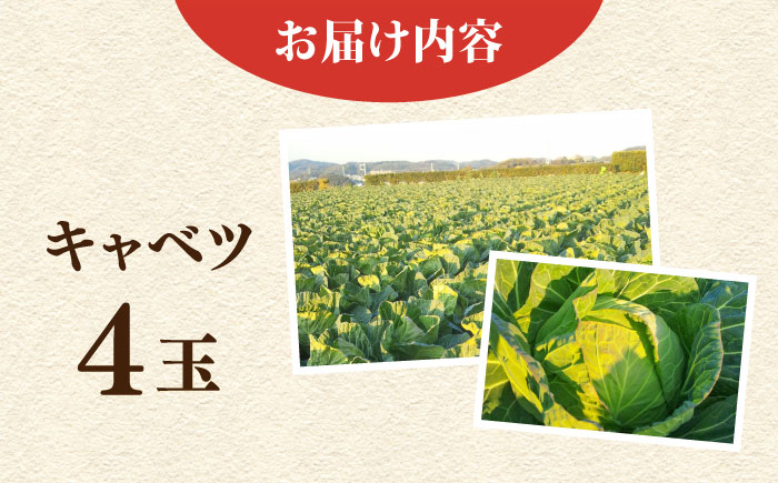 【先行予約】【数量限定50セット】キャベツ　4玉（11月～3月）【鈴也ファーム】 [AKCE017]