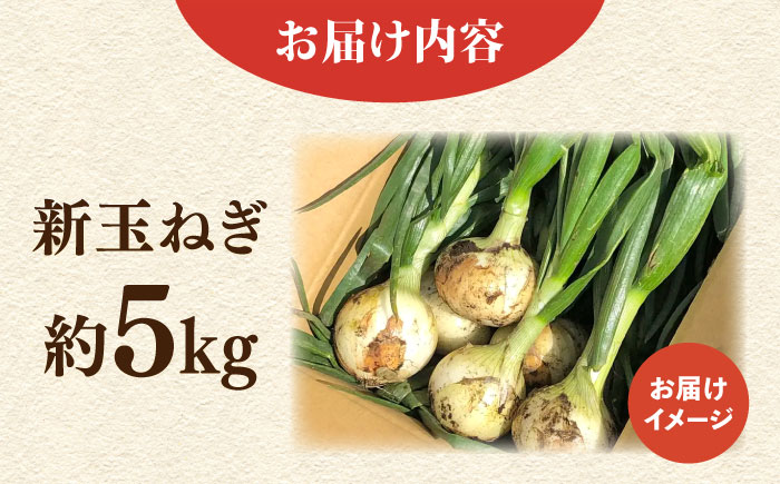 【先行予約】新玉ねぎ 約5kg 【鈴也ファーム】 [AKCE019]