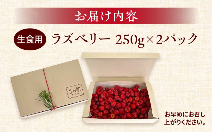【先行予約】【数量限定30セット】ラズベリー 生食用 250g×2パック 計500g【SHO farm】 [AKDD001]