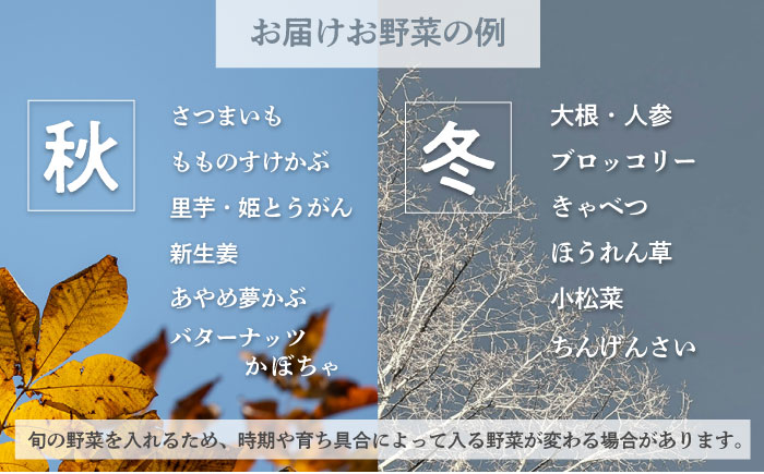 横須賀産野菜セット 大盛り 7種 詰め合わせ【横須賀商工会議所 おもてなしギフト事務局（三浦半島直売所）】 [AKES002]