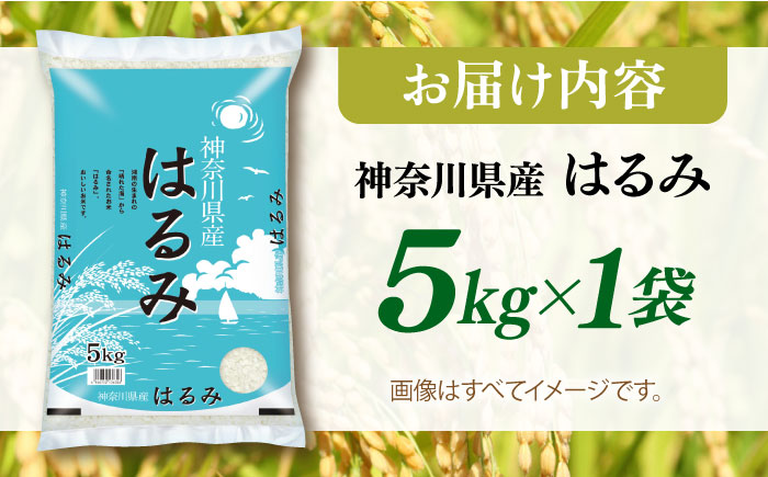 【数量限定30セット】令和6年産 お米 はるみ 5kg【株式会社ヨコショク】 [AKGC001]